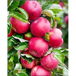 Яблоня колонновидная Васюган (летнего срока, 150 гр) 2-3 лет 1 шт сетка Поиск